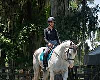 show-draft-horse