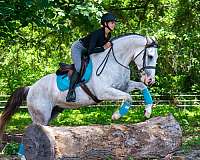 trail-draft-horse