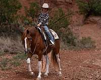 ranch-paint-pony