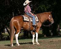 roping-paint-pony
