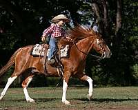 trail-paint-pony
