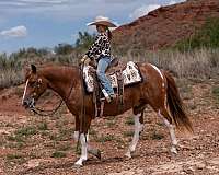 trail-riding-paint-pony