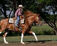 working-cattle-paint-pony