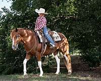 western-riding-paint-pony