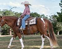 pinto-paint-pony-gelding