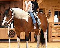 athletic-draft-horse