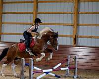 beginner-draft-horse