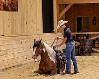 cross-draft-horse