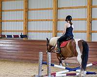 lesson-draft-horse
