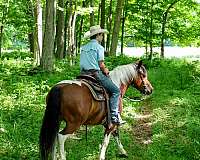 jumping-draft-horse