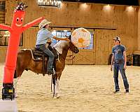 ridden-western-draft-horse