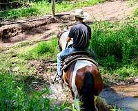 ridden-english-draft-horse