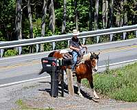 show-draft-horse