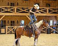 trail-draft-horse