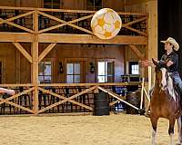 youth-draft-horse