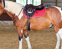 trail-riding-draft-horse