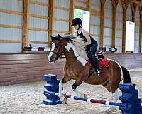 pinto-draft-gelding