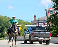 blue-roan-athletic-horse