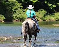 blue-roan-flashy-horse