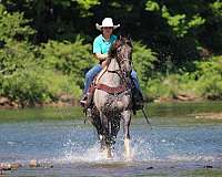 blue-roan-gaited-horse
