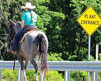 blue-roan-kid-safe-horse