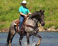 blue-roan-ranch-horse
