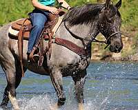 blue-roan-show-horse