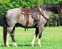 blue-roan-show-hack-horse