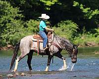 blue-roan-trail-horse