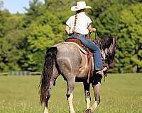 blue-roan-trail-riding-horse