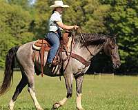 all-around-gelding