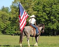 blue-roan-youth-horse