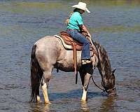 athletic-gelding