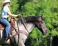 flashy-gelding