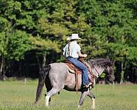 gaited-gelding