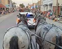 cross-percheron-horse