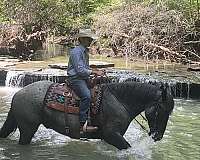 athletic-percheron-horse