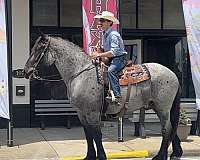 driving-percheron-horse
