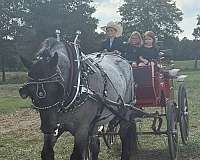 draft-percheron-horse