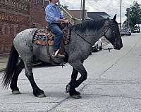 husband-safe-percheron-horse