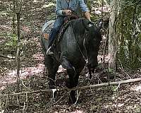 flashy-percheron-horse