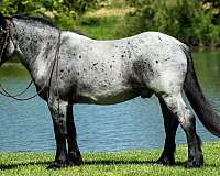 parade-percheron-horse
