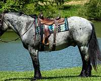 team-driving-percheron-horse