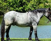 trail-percheron-horse