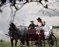 blue-roan-all-around-horse