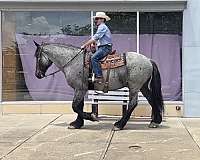 blue-roan-athletic-horse