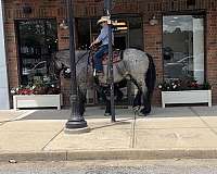 blue-roan-cross-horse