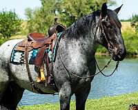 blue-roan-percheron-gelding