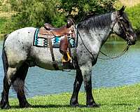 trail-riding-percheron-horse