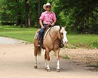 athletic-quarter-horse